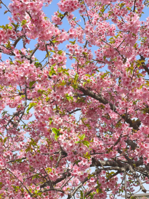 春を先取り！笠松河津桜ロードをぶらり♪－三重県松阪市－