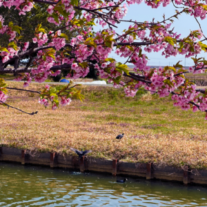 春を先取り！笠松河津桜ロードをぶらり♪－三重県松阪市－