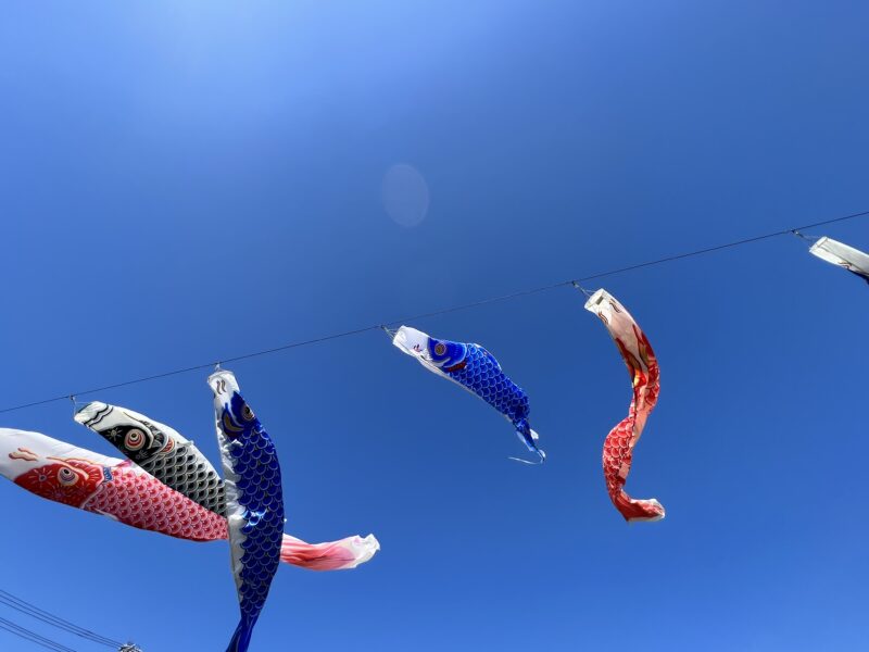 2022年、松阪市殿町中学校の恒例行事「鯉吹かし」を見に行ってみました♪