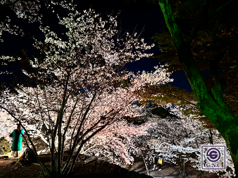 2024年「松坂城跡(松阪公園)夜桜ライトアップ」を見に行ってきました！